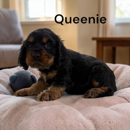 puppy, for, sale, Cocker Spaniel, Joe & Cherri  Overlease, dog, breeder, Miller, MO, dog-breeder, puppy-for-sale, forsale, nearby, find, puppyfind, locator, puppylocator, aca